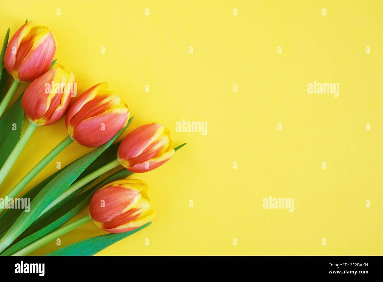 Tulpen auf gelbem Hintergrund. Grußkarte. Muttertag. Flach liegend. 8. März Happy Women's Day. Feder Stockfoto