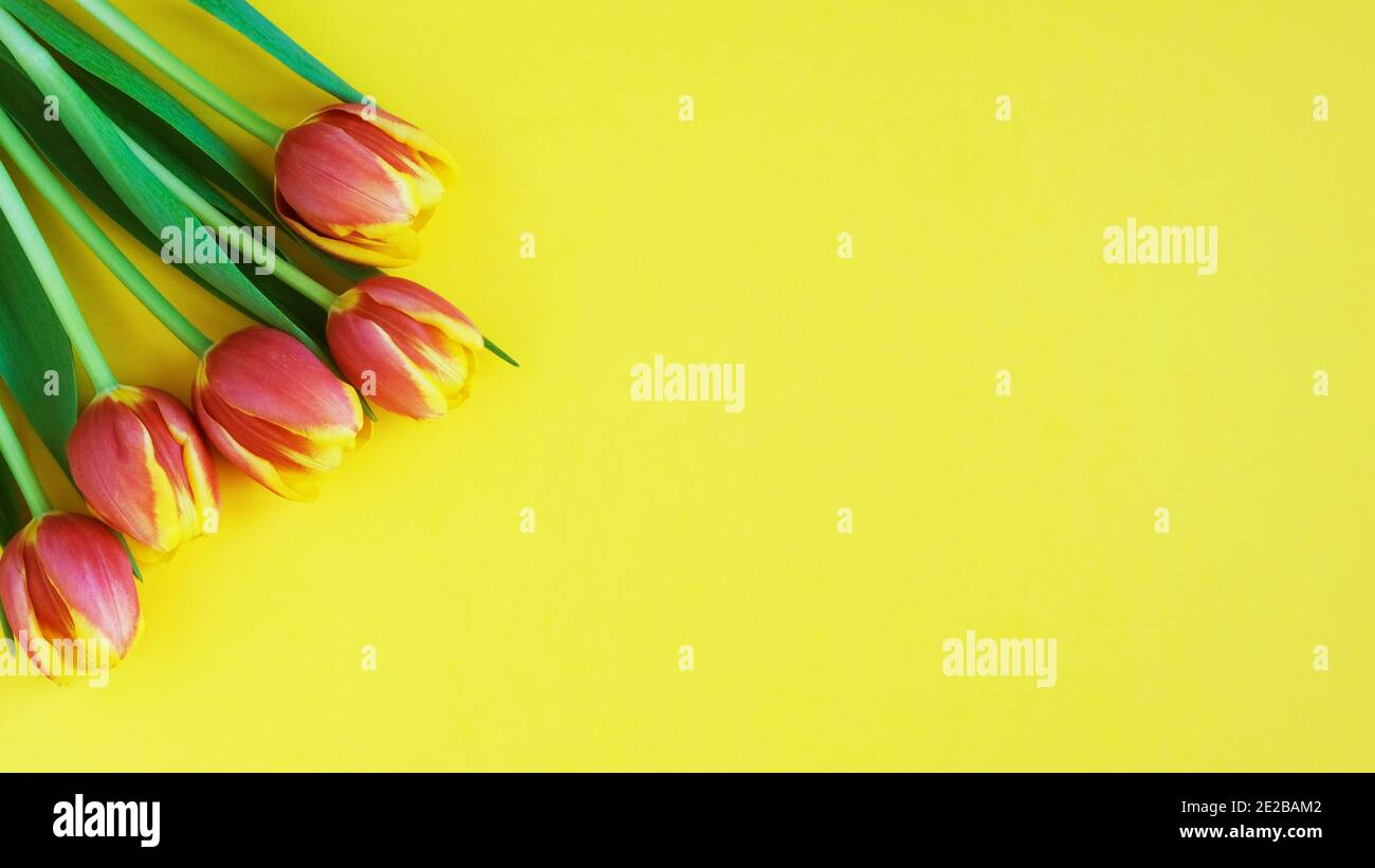 Tulpen auf gelbem Hintergrund. Baner. Grußkarte. Muttertag. Flach liegend. 8. März Happy Women's Day. Feder Stockfoto