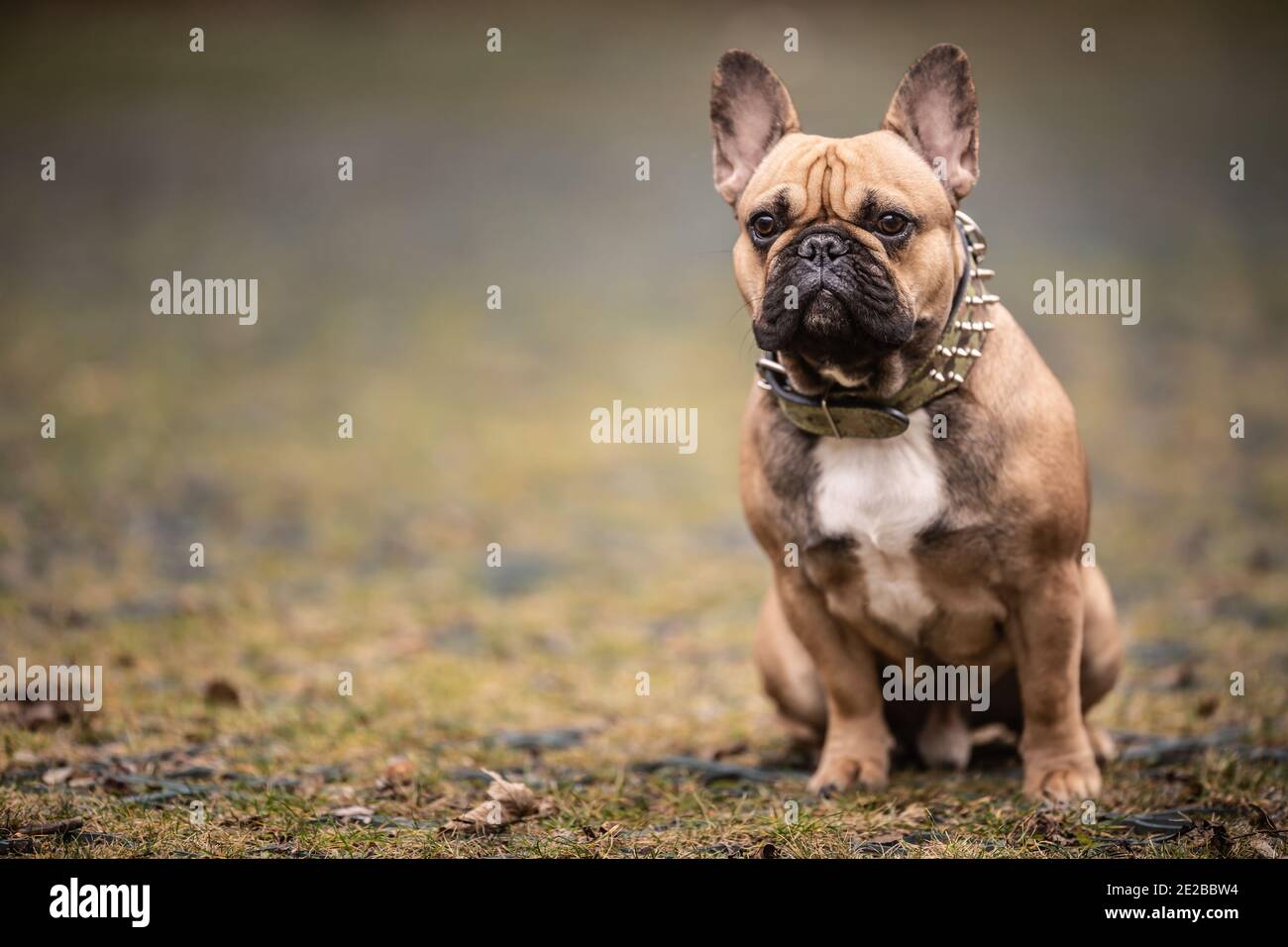Braune französische Bulldogge sitzt mit den Ohren auf dem Boden. Stockfoto