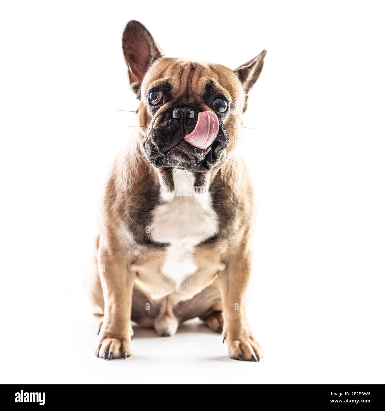 Französische Bulldogge leckt seine Nase auf einem isolierten weißen Hintergrund. Stockfoto