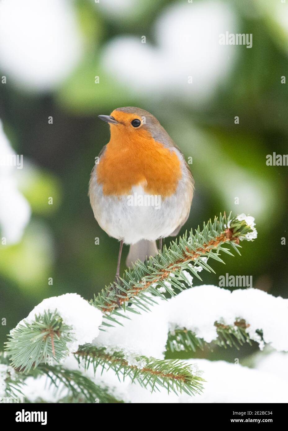 Robin - Erithacus rubecula - thront in schneebedeckten Kiefer weihnachtsbaum im Winter - Schottland, Großbritannien Stockfoto