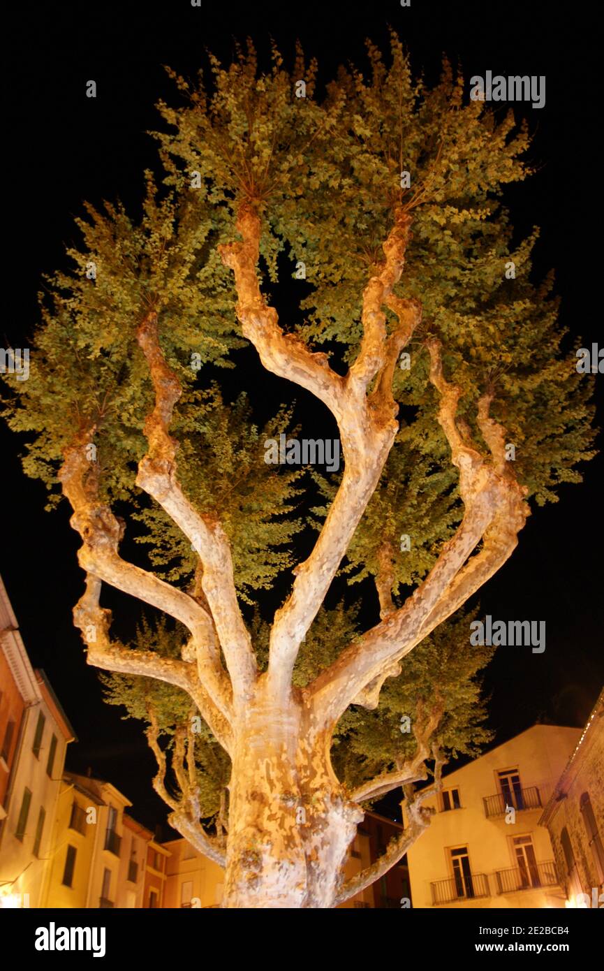 Amerikanische platane und orientalische platanen hybride Fotos und