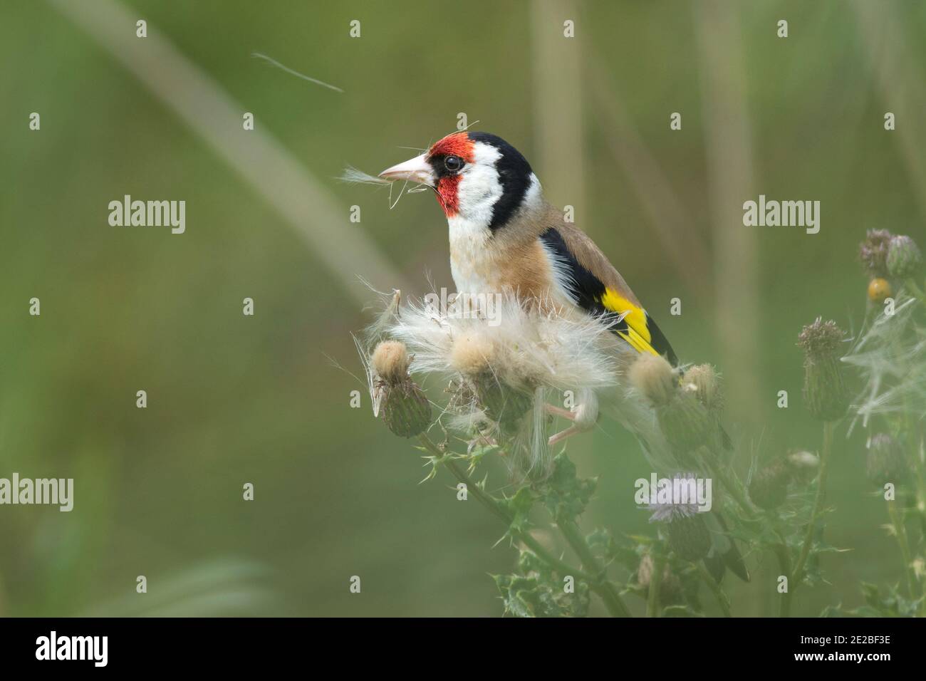 Ausgewachsener Goldfink, Carduelis carduelis, Fütterung von schleichenden Thistle-Samen, Cirsium arvense, RSPB's Otmoor Reserve, Oxfordshire, 21. Juli 2019. Stockfoto