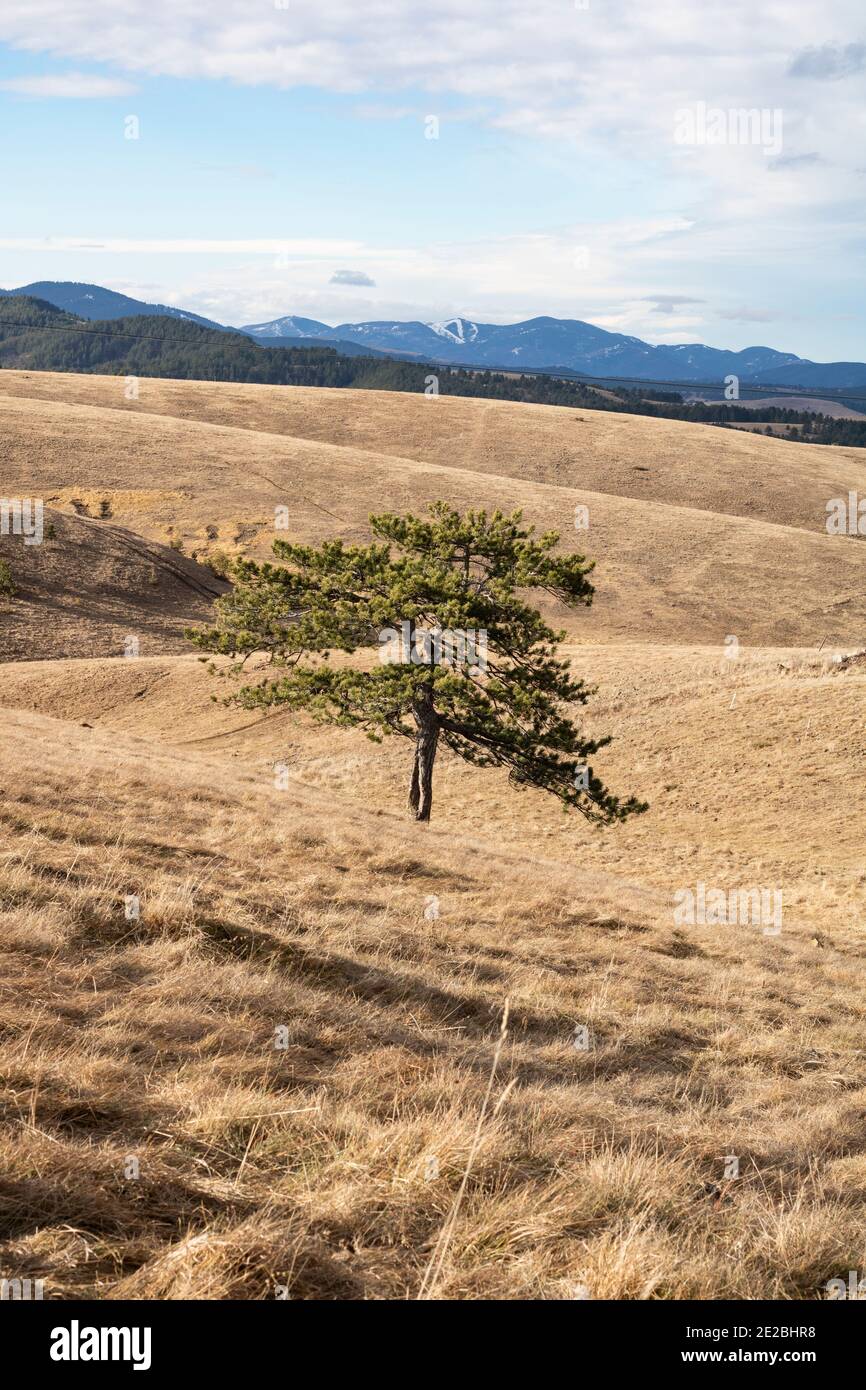 Einsamer Baum in den Bergen Stockfoto