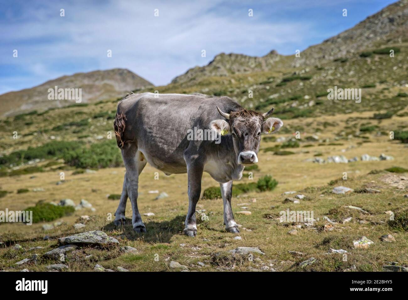 Graue Kuh auf der Alm im Sommer, Südtirol / Südtirol, Italien Stockfoto