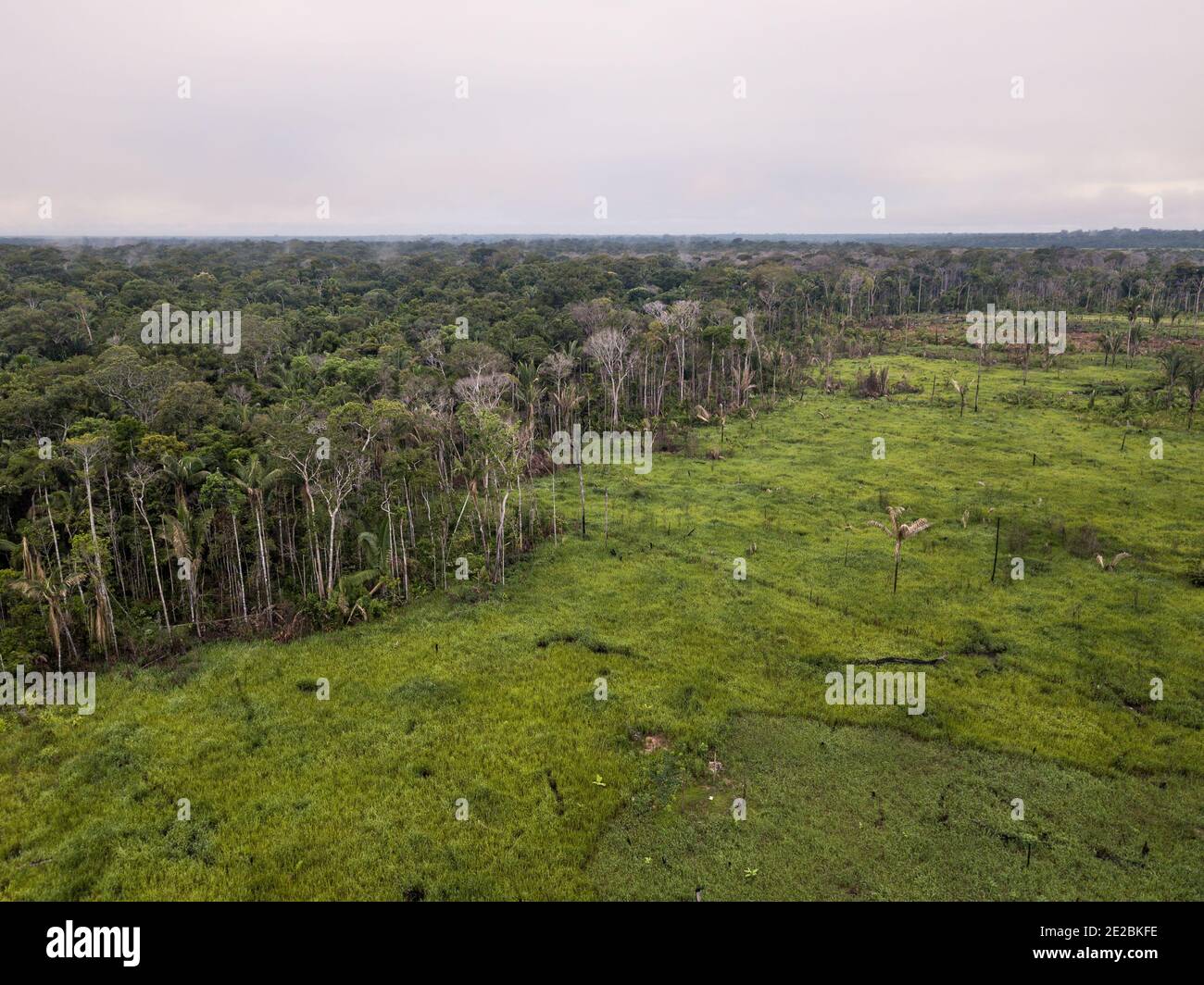 Entwaldete Fläche, um Gras zu Pflanzen und Weide für Rinderfarmen im Amazonas-Regenwald, Brasilien. Konzept der Ökologie, Entwaldung, Erhaltung. Stockfoto