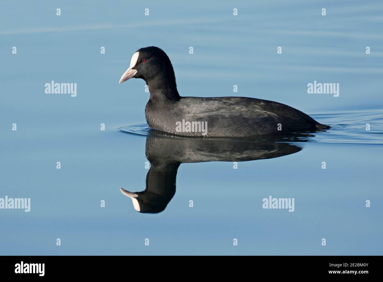 Coot, Fulica atra, Schwimmen auf stillem Wasser an einem ruhigen Wintertag im Farmoor Reservoir, Oxfordshire, 26. November 2020 Stockfoto