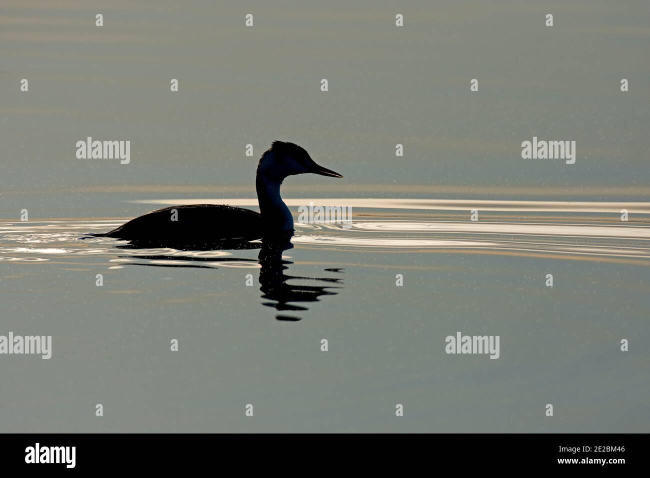 Silhoutted Great Crested Grebe, Podiceps cristatus, auf einem ruhigen Farmoor Reservoir, Oxfordshire, 26. November 2020. Stockfoto
