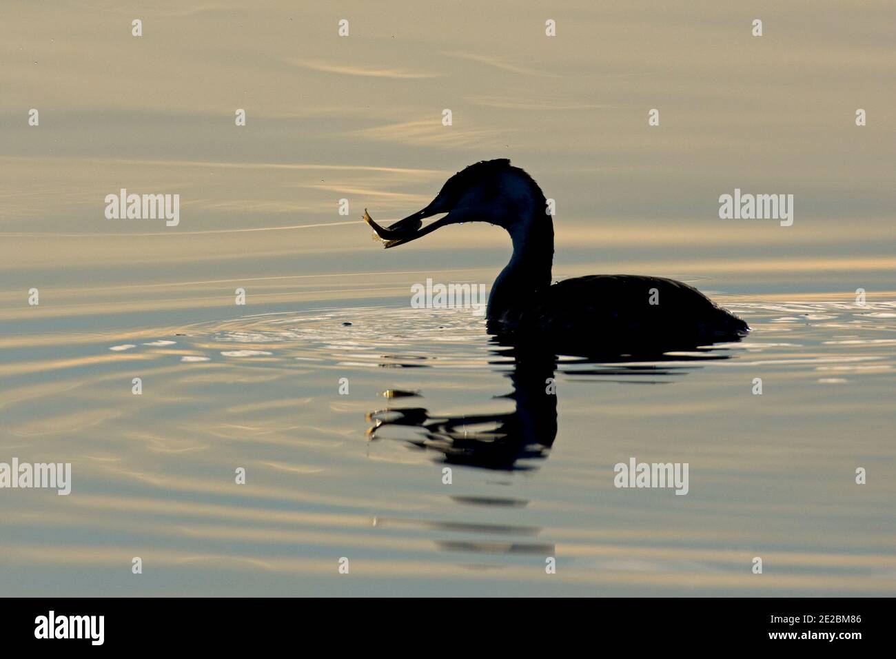 Silhoutted Great Crested Grebe, Podiceps cristatus, mit Fisch im Farmoor Reservoir, Oxfordshire, 26. November 2020. Stockfoto