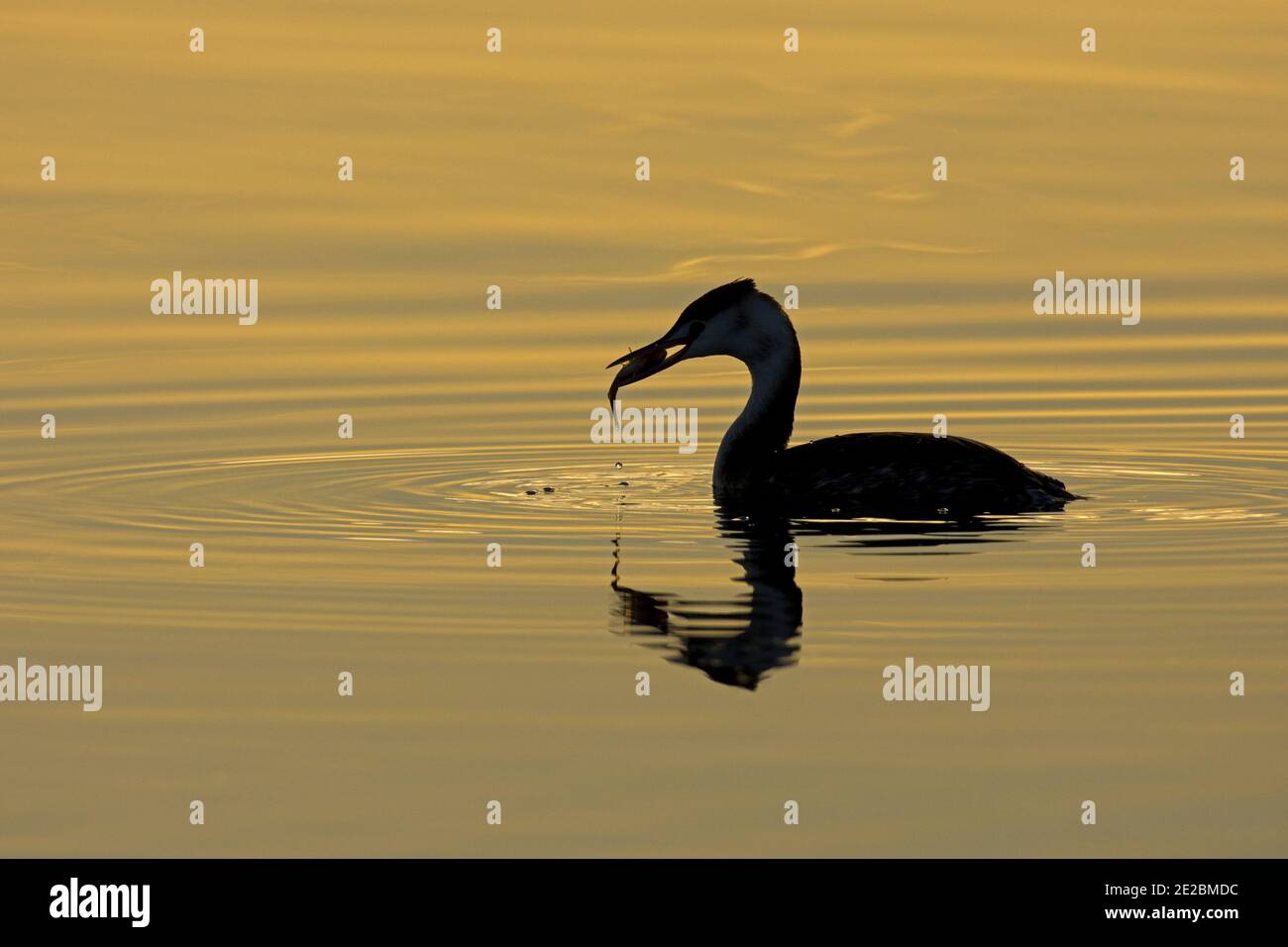 Silhoutted Great Crested Grebe, Podiceps cristatus, mit Fisch im Farmoor Reservoir, Oxfordshire, 26. November 2020. Stockfoto