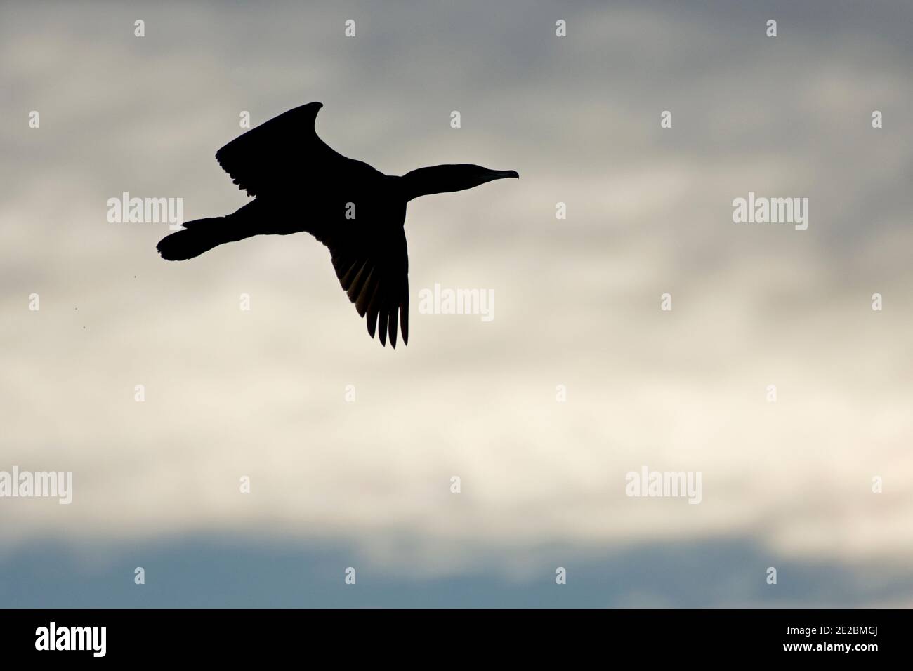 Silhouetted Cormorant, Phalacrocorax carbo, im Flug über Farmoor Reservoir, Oxfordshire, 26. November 2020. Stockfoto