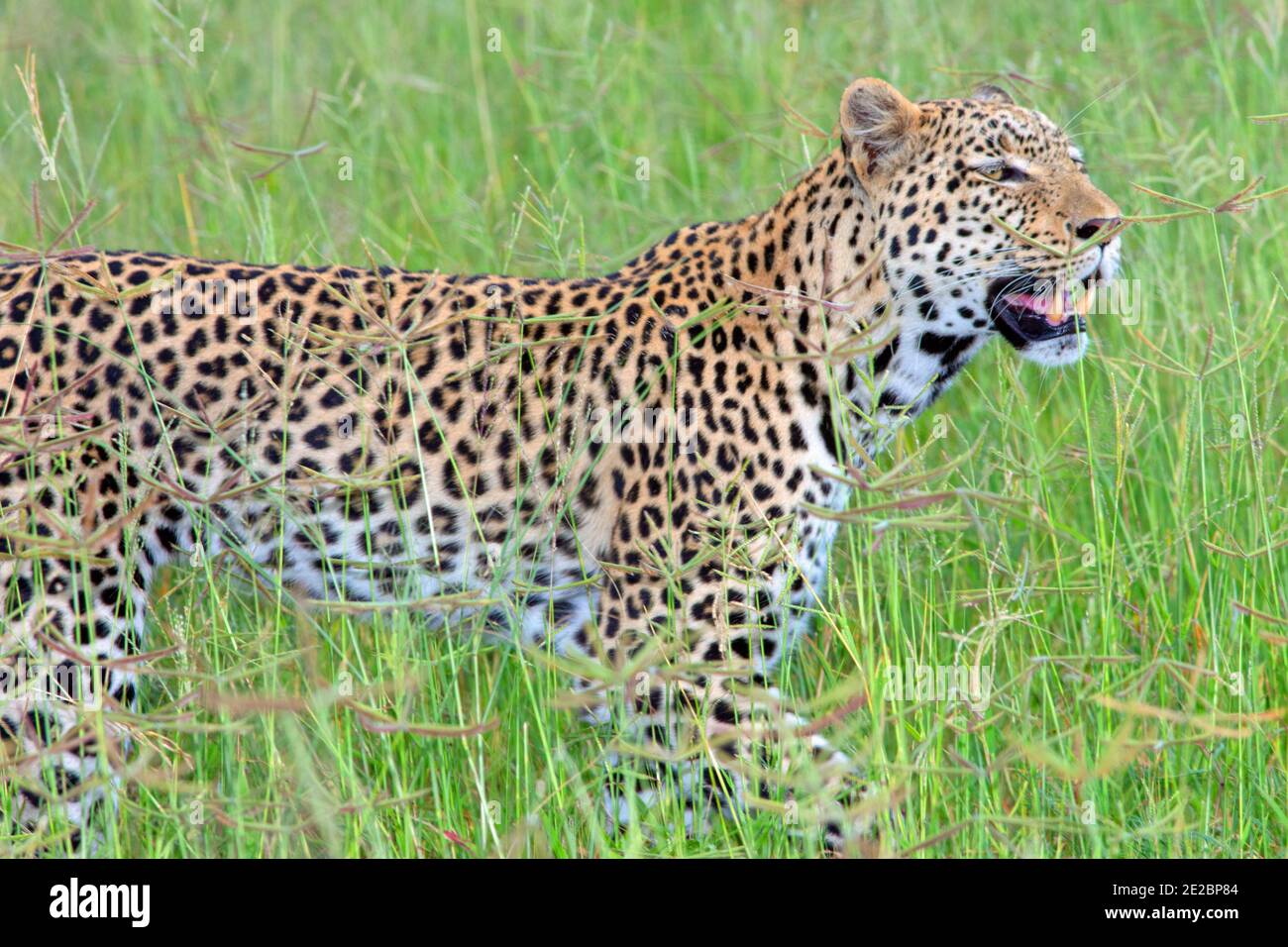 Leopard (Panthera pardus). Einzeltier, unterwegs, selbstbewusst, durch Grasland, Savanne. Der Kopf wird auf Höhe des Riss gehalten, der Gras säen kann. Stockfoto