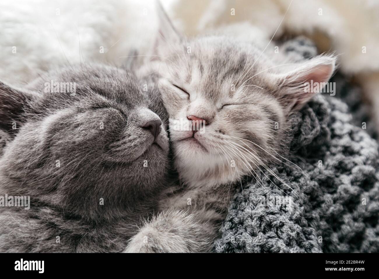 Katze Freundschaft Stockfotos und bilder Kaufen Alamy