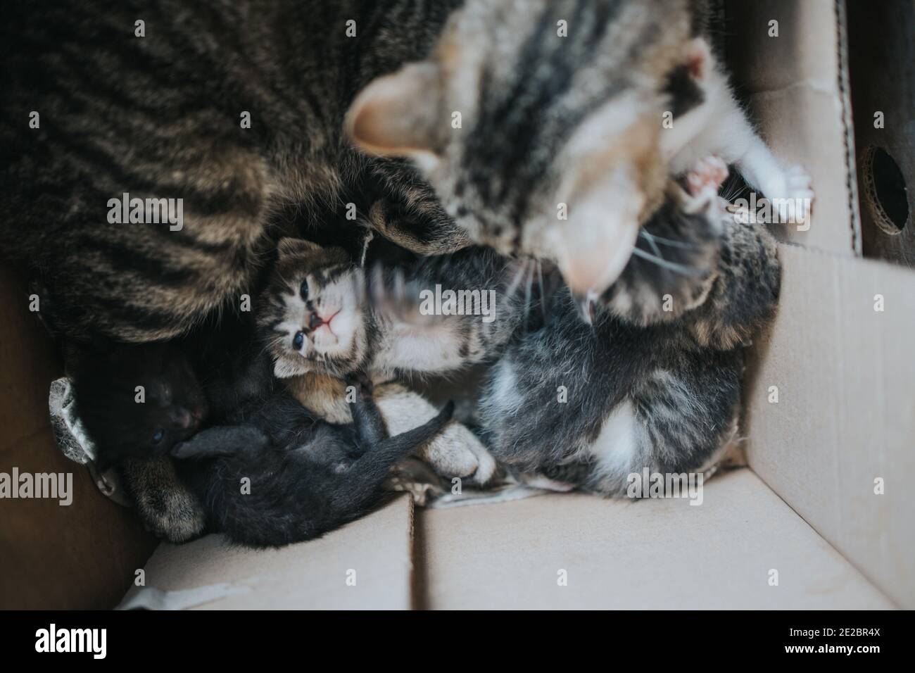 Draufsicht auf niedliche neugeborene Katzen schlafen in einem Papier Feld Stockfoto