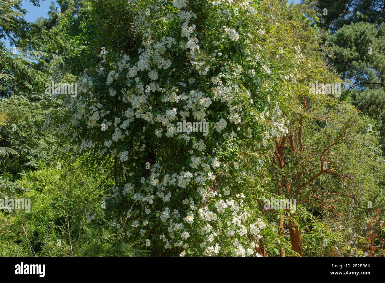 Kletterrose Mulliganii mit vielen weißen Blumen im Garten gesehen. Stockfoto