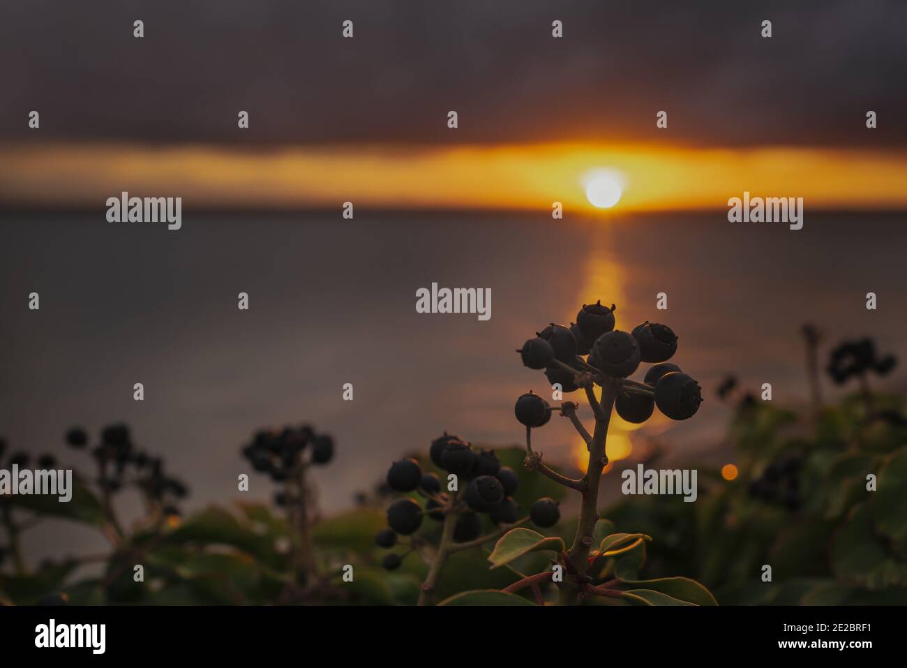 Efeu Beeren Silhouetten vor einem herrlichen Winter Sonnenuntergang Höhepunkt durch eine Pause in schweren Wolken. Stockfoto