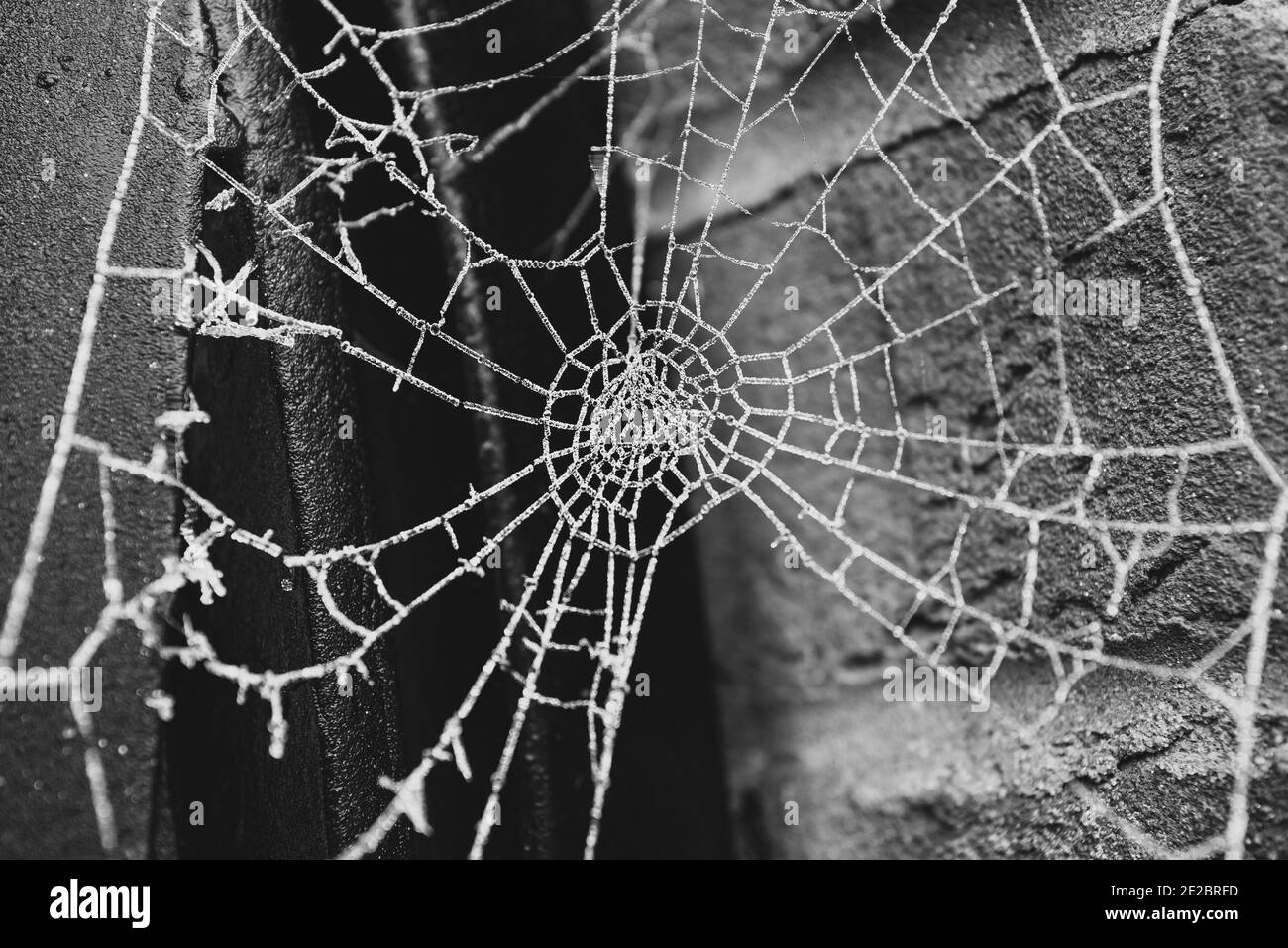Gefrorenes Spinnennetz an einem kühlen Morgen vor Die Ziegelwand beim metallischen Pfosten in schwarz und Weiß Stockfoto
