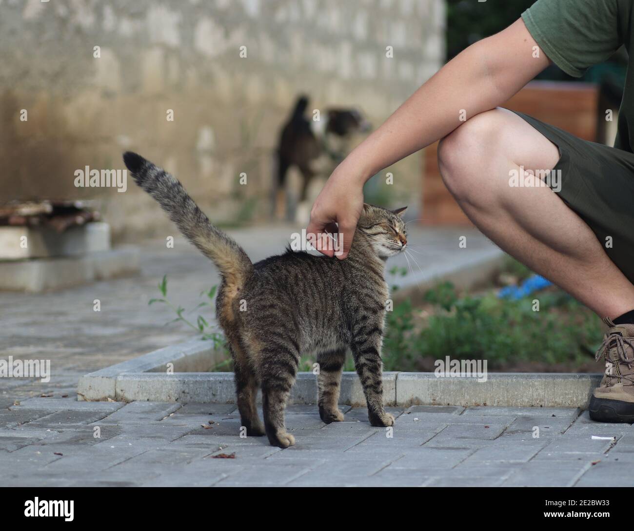 Flauschige Hauskatze geht draußen auf einem warmen sonnigen Sommertag Stockfoto