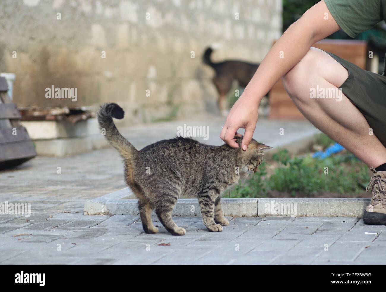 Flauschige Hauskatze geht draußen auf einem warmen sonnigen Sommertag Stockfoto