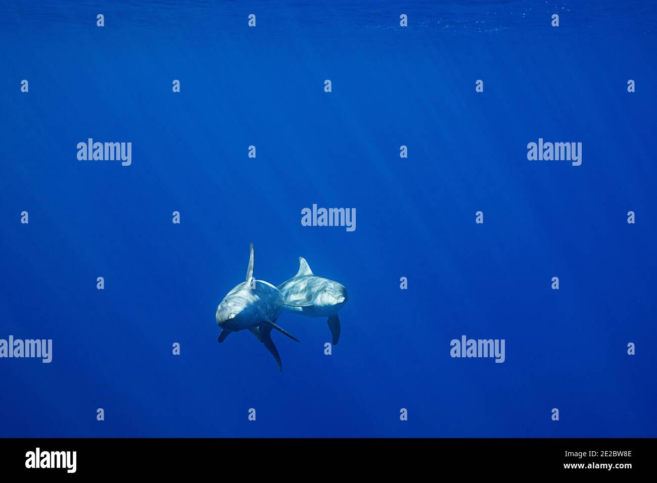 Rough-Toothed Delphine, Steno bredanensis, vor Keauhou, Kona, Hawaii ( die große Insel ), USA ( Zentral-Pazifik ) Stockfoto