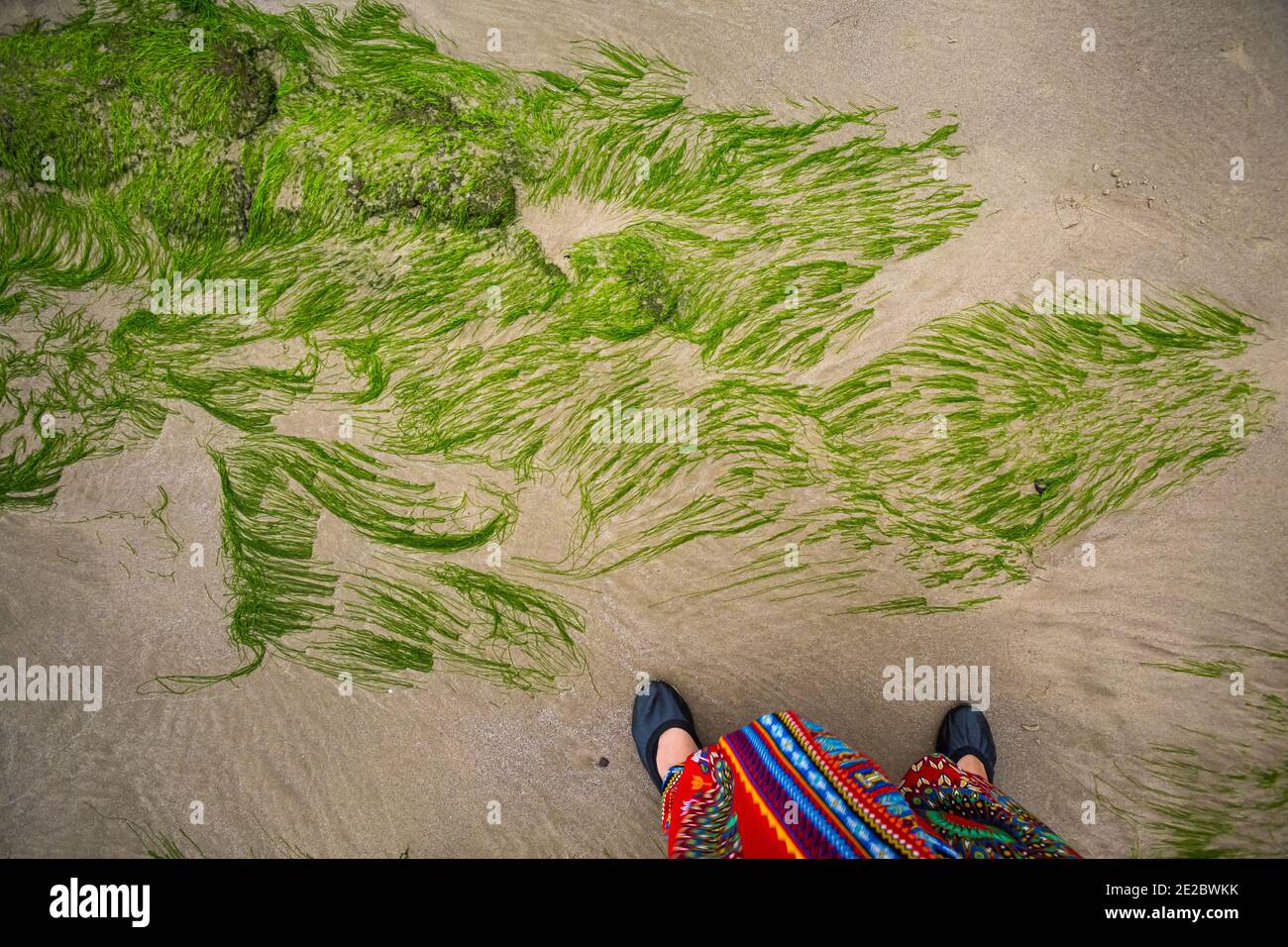 Cua Tung Strand in Hoa Ly, Vinh Linh Bezirk, Quang Tri Provinz Vietnam. Landschaft von unberührten Strand voller blühenden Algen. Stockfoto