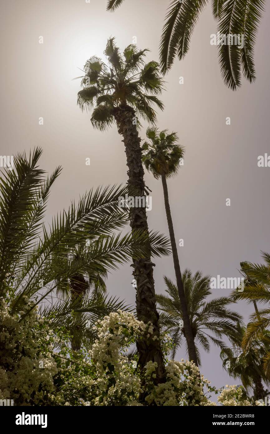 Blick auf hohe Palmen in trüber Sonne in Marrakesch, Marokko Stockfoto