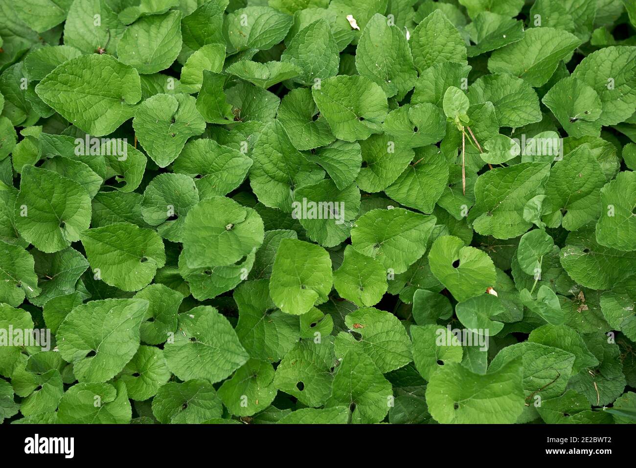 Viola odorata lila und lila Blüten Stockfoto