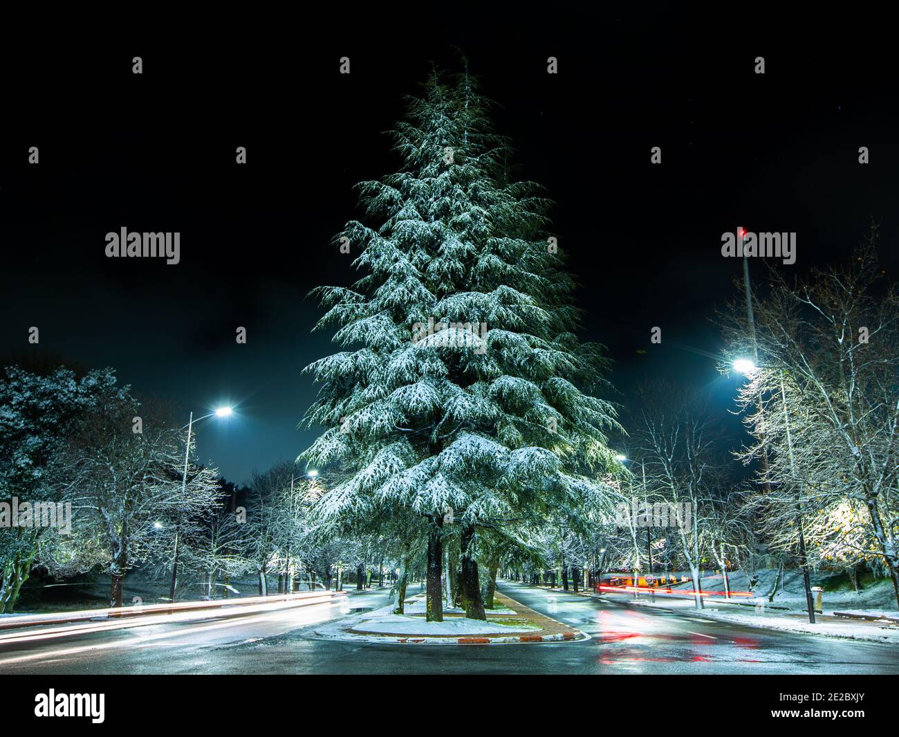 Zeder voller Schnee und bewegliche Lichter in Ifrane Stockfoto