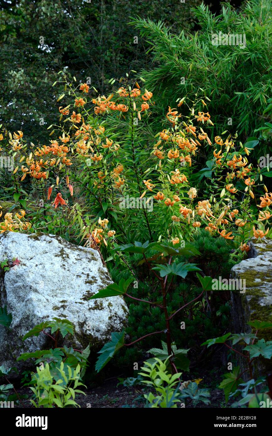 lilium henryi, Lilie, Lilien, Orange, Blumen, gesprenkelt, Markierungen, Pflanzenporträts, Nahaufnahme, turks Kappe, henry's Lilie, Klumpen, Stand, Gruppe, RM floral Stockfoto