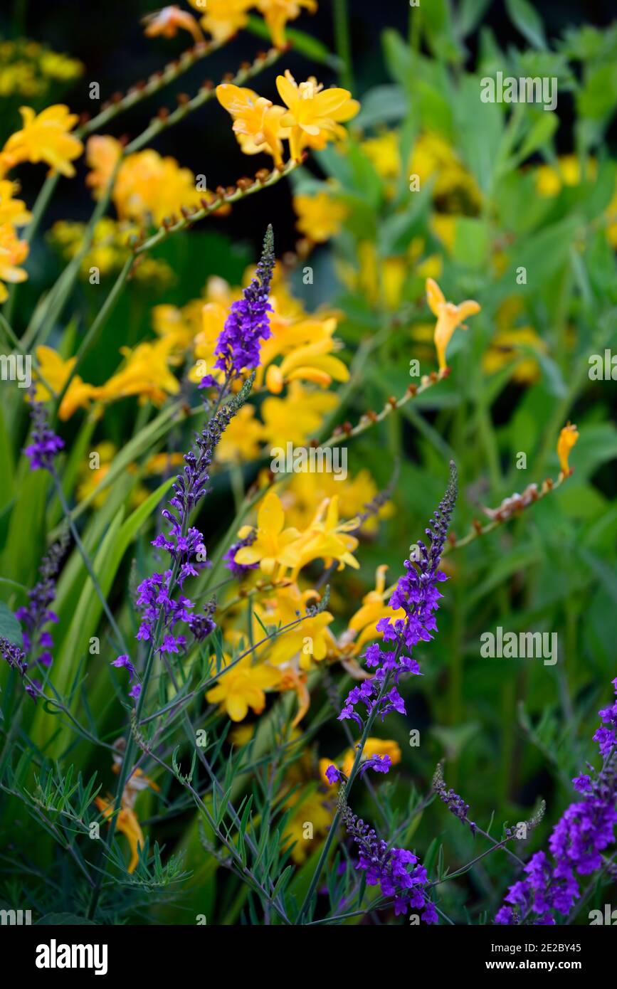Linaria Purpurea, Toadflachs, lila Blüten, blühende Stiele, Spitzen, snapdragon, Crocosmia x crocosmiiflora George Davison, gelbe und lila Blüten, gemischt Stockfoto