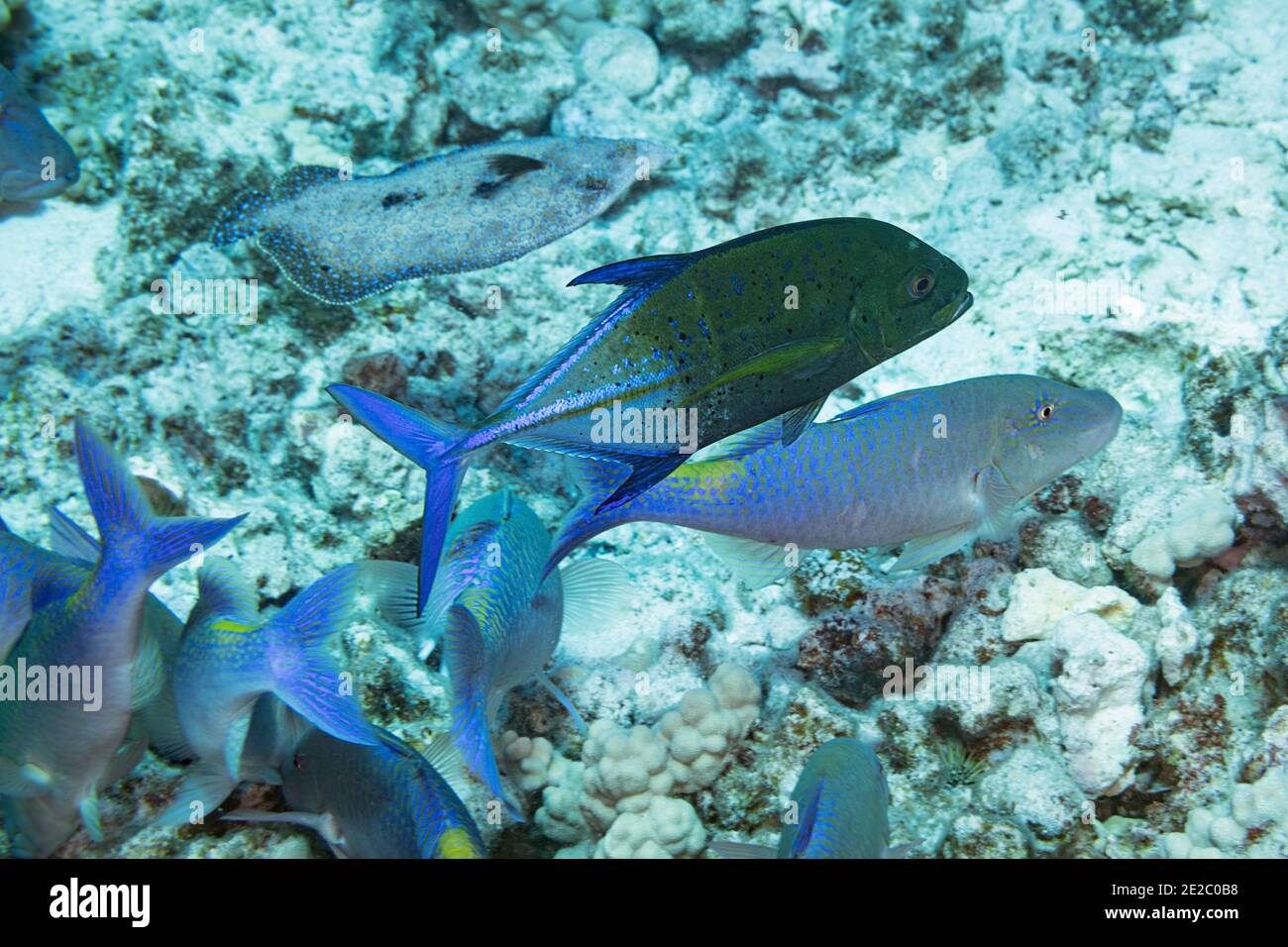 Die Jagdkoalition aus blauem Ziegenfisch und einem Blauen Trevally oder Blauen Jack, Caranx melampygus, wird von einer Pfauenflunder begleitet; Kona, Hawaii, USA Stockfoto
