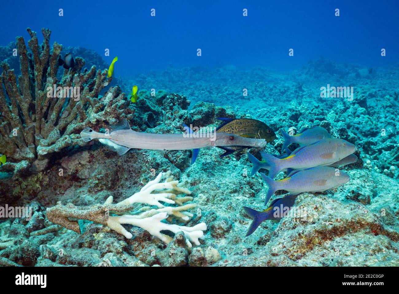 Jagd Koalition von blauen Goatfish oder Gold-Sattel Goatfish, Blaufin Jacks oder trevally, und Trompetenfisch, schwimmen vorbei gebleichten Geweih Koralle, Kona, Hawaii Stockfoto