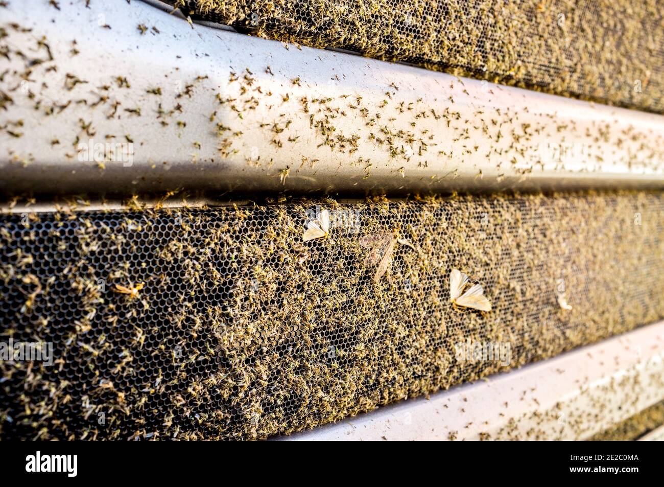 Traktor LKW Kühlerraster voll von verspritzten Insekten. Nahaufnahme Stockfoto