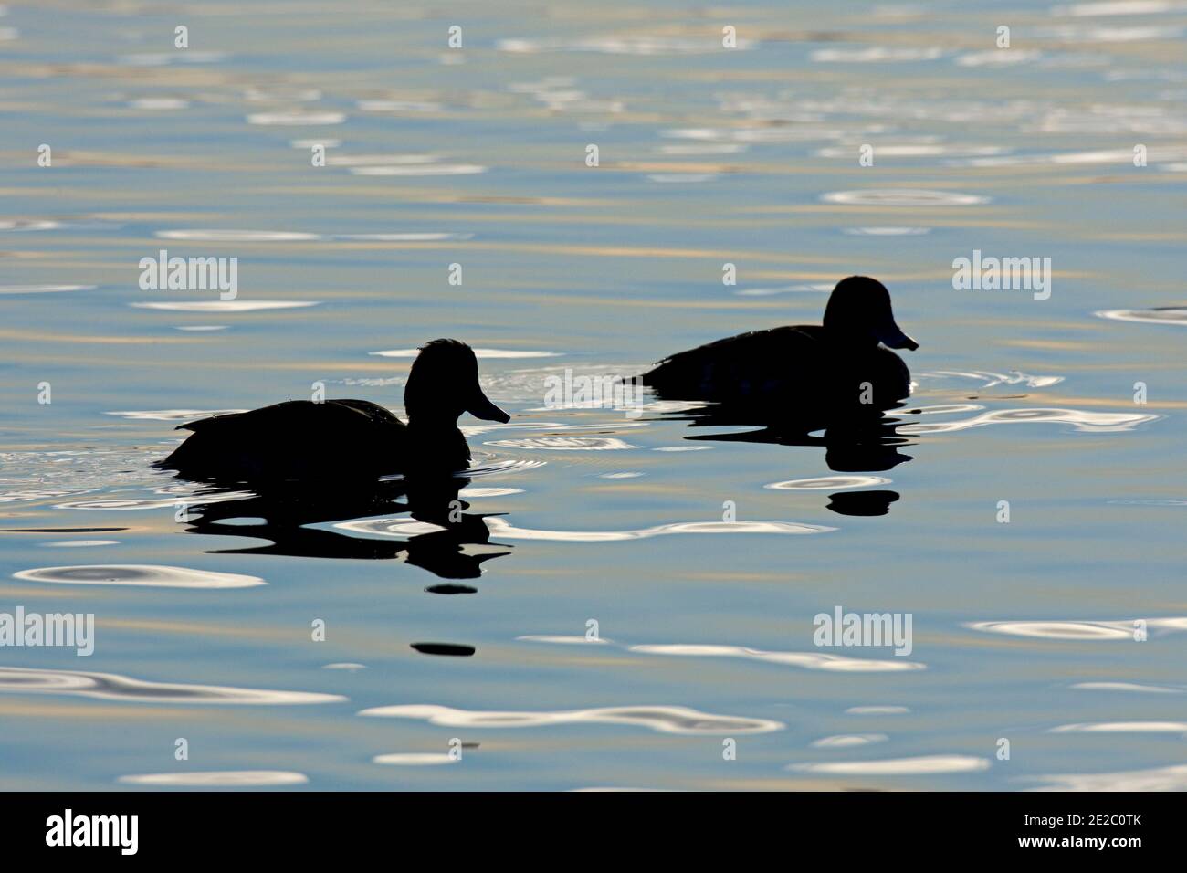 Silhouetted Tufted Ducks, Aythya fuligula, Farmoor Reservoir, Oxfordshire, 26. November 2020. Stockfoto