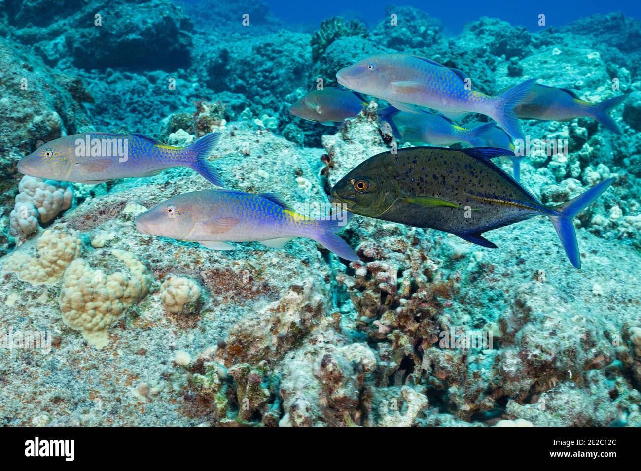 Jagd Koalition von blauen Ziegenfisch und Blaufe Jack; Jack hat eine dunkle Farbphase, die Aggression oder Territorialität zeigen kann angenommen; Kona, Hawaii Stockfoto