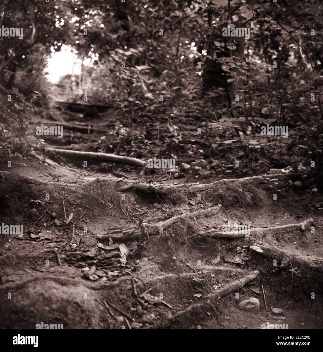 Waldwurzelweg umgeben von Laub, der bergauf in Richtung Sonnenlicht führt Stockfoto
