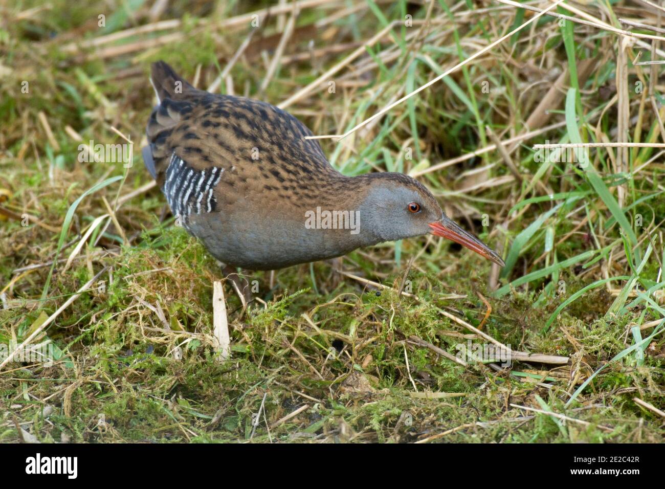 Water Rail, Rallye aquaticus, Fütterung, RSPB's Otmoor Reserve, Oxfordshire, 30. Januar 2019. Stockfoto