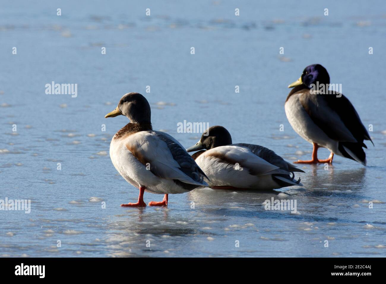 Drake Mallard, Anas platyrhynchos, Enten, die während eines kalten Winters im Thatcham Reedbeds Reserve von BBOWT in Berkshire auf gefrorenem Wasser stehen Stockfoto
