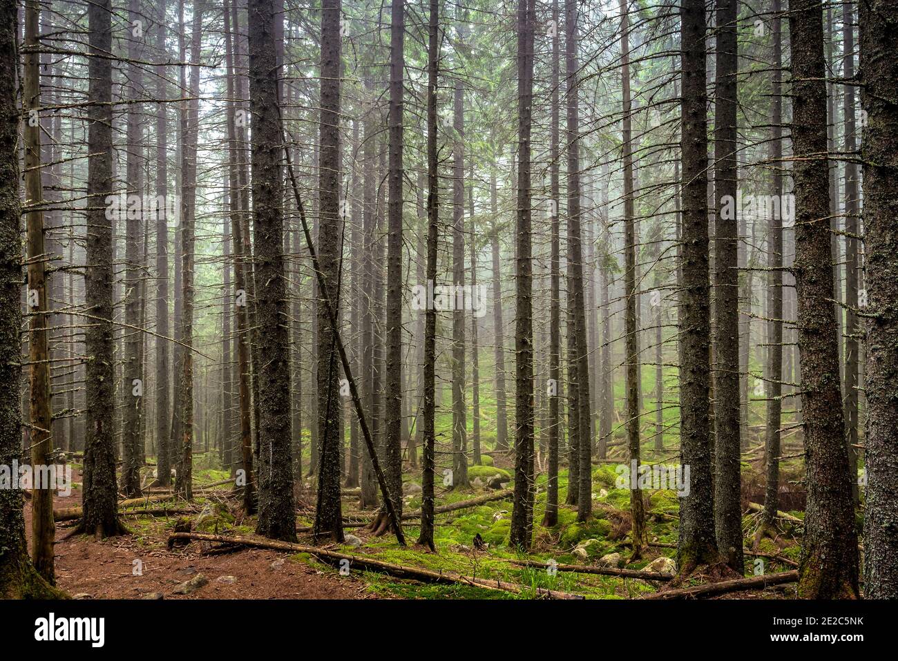 Pinien Waldlandschaft mit Nebel im Retezat Nationalpark. Foto aufgenommen am 12. Juli 2020 im Retezat Nationalpark, Rumänien. Stockfoto