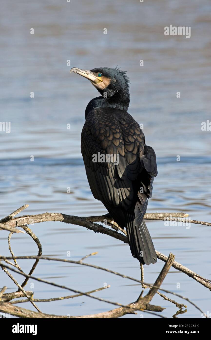 Kormoran, Phalacrocorax carbo, an einer Abzweigung über Wasser im Thatcham Reedbeds Reserve von BBOWT, Berkshire, 3. Februar 2019 Stockfoto