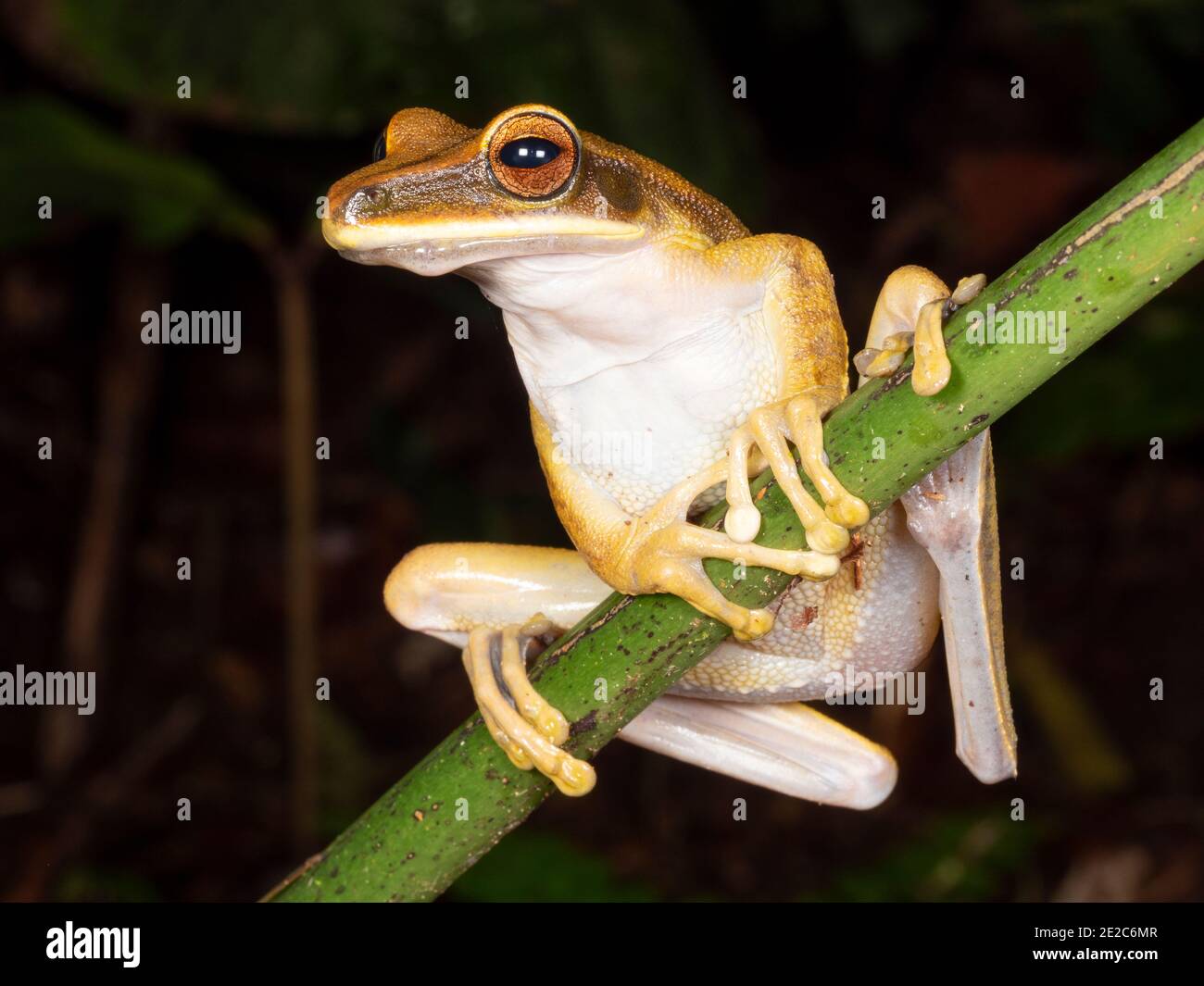 Quacking River Frog (Boana lanciformis) Barching ion ein Zweig im Regenwald, Ecuador Stockfoto
