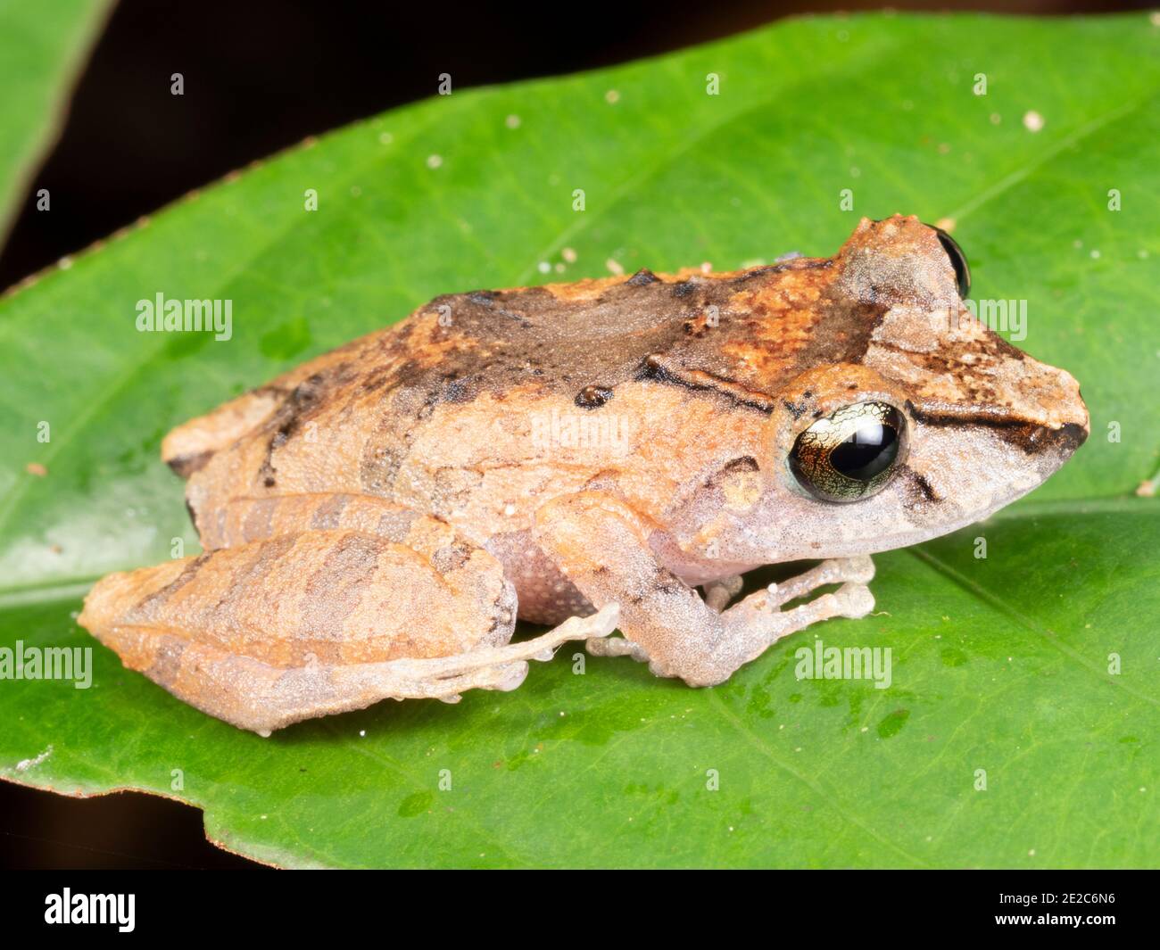 Kichwa Regenfrosch (Pristimantis kichwa) im Regenwald, Ecuador Stockfoto