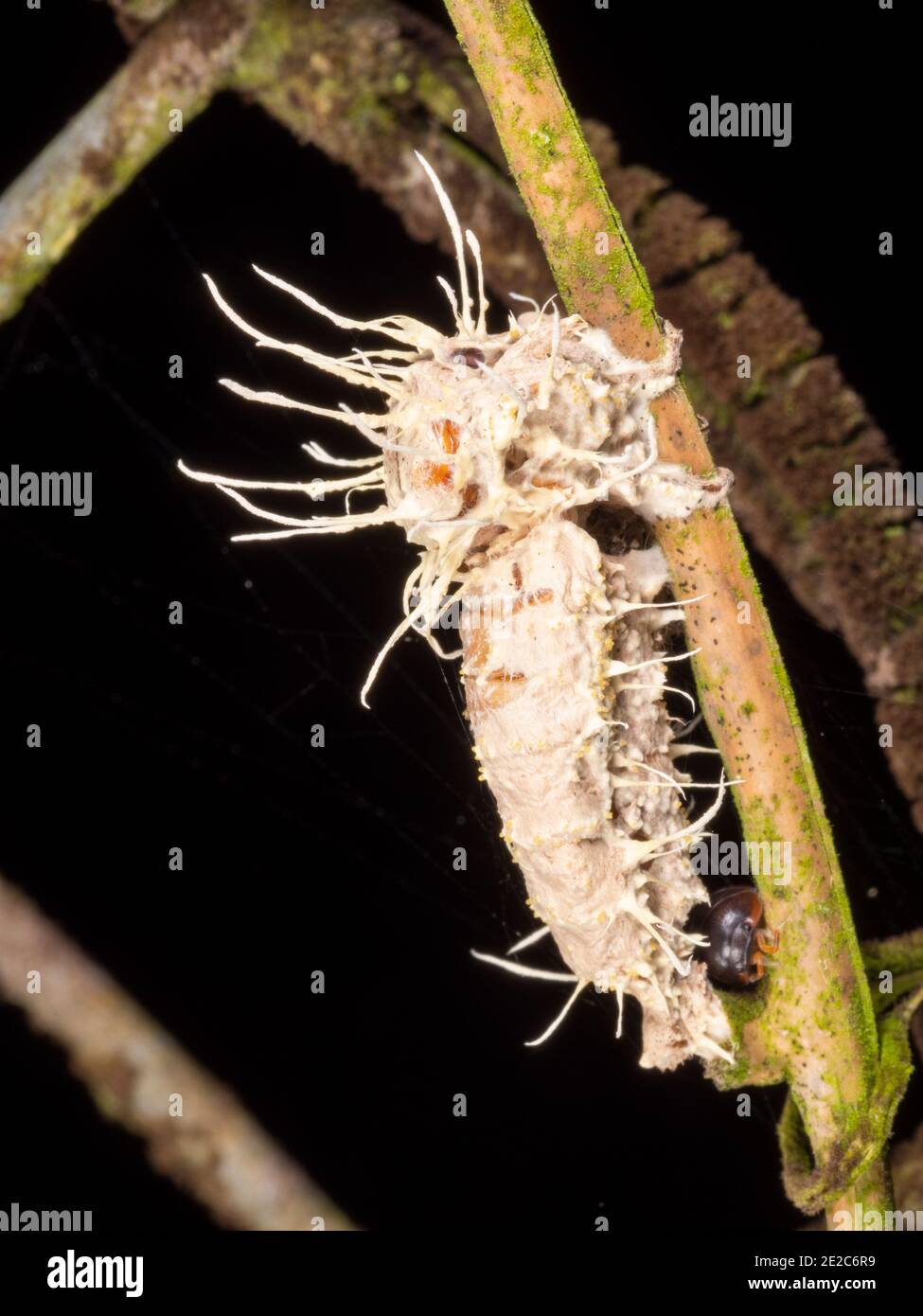 Cordyceps Pilz infiziert eine Motte. Im Euadorianischen Amazonas Stockfoto