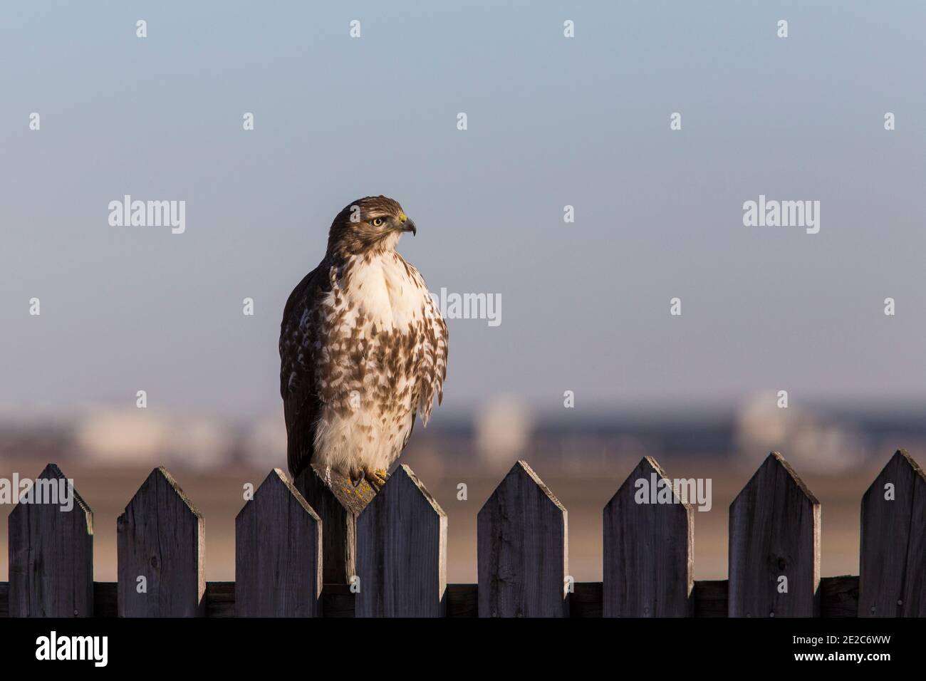 Rotschwanzhawk (Buteo jamaicensis) im Winter Stockfoto