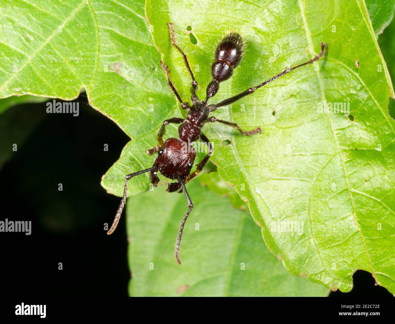 Bullet Ant oder Conga Ameise (Paraponeragroße Clavata), eine der größten Ameisen. Hat einen sehr schmerzhaften Stich. Stockfoto