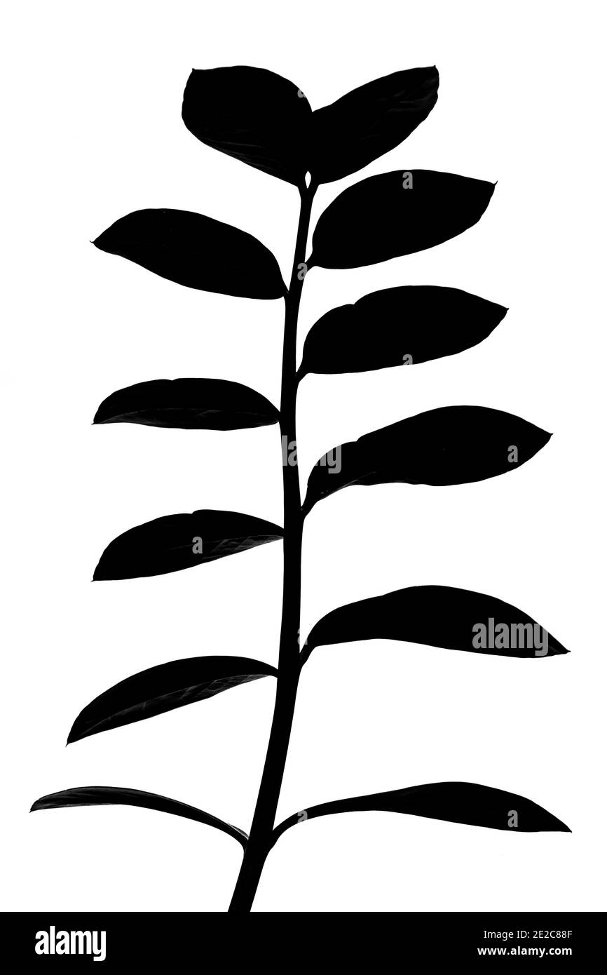 Schwarze Silhouette von Zamioculcas zamiifolia Pflanze auf weißem Hintergrund Stockfoto