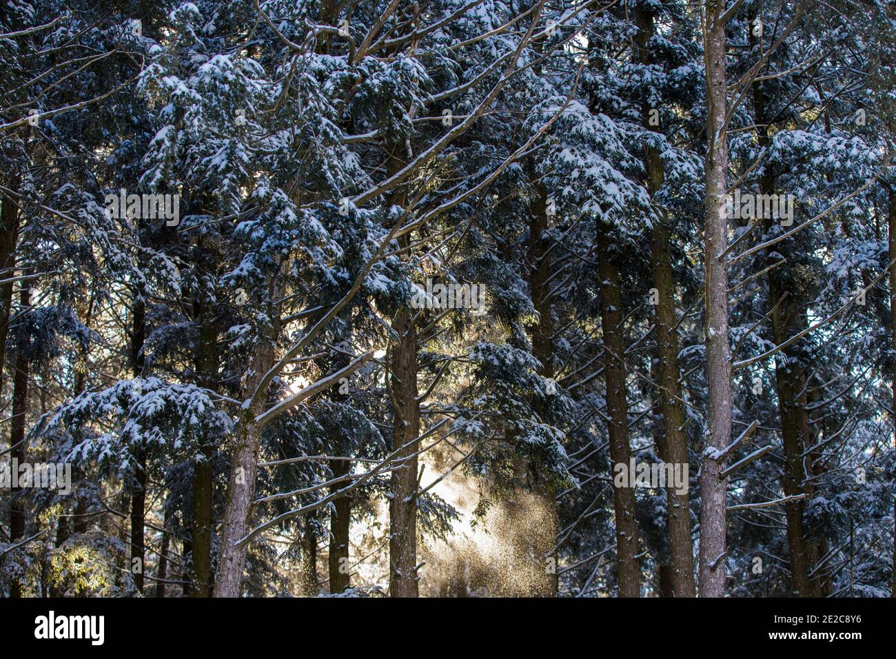 Kanadas borealer Wald im Winter Stockfoto