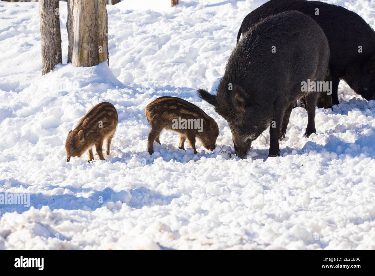 Wildschwein (Sus scrofa) mit Babys im Winter Stockfoto