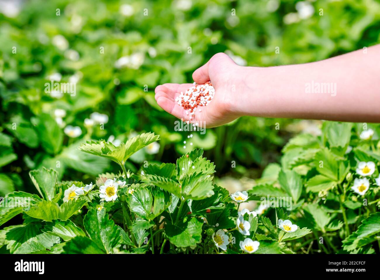 Landwirt, der jungen Erdbeerpflanzen Granulatdünger gibt. Hand düngen Bio-Garten.Blühende Erdbeeren. Stockfoto