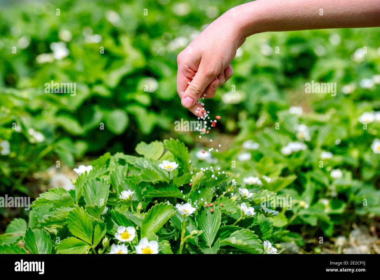 Landwirt, der jungen Erdbeerpflanzen Granulatdünger gibt. Hand düngen Bio-Garten.Blühende Erdbeeren. Stockfoto